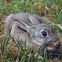 Bunny crouching in grass