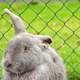 Bunny in front of the fence