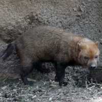 Bushdog