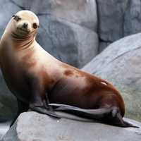 California Sea Lion