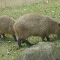 Capybara