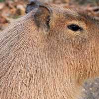 Capybara