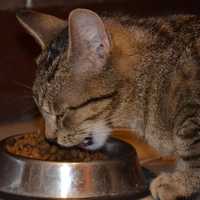 Cat Eating Cat food