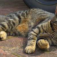 Cat lying next to car on brick ground