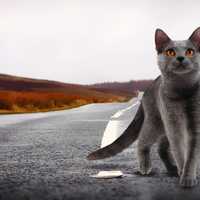 Cat on the road staring up