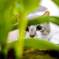 Cat Peering through Leaves