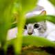 Cat Peering through Leaves