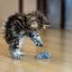 Cat playing with toy mouse