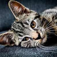 Cat with Whiskers lying down