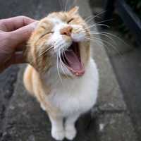 Cat Yawning while being pet
