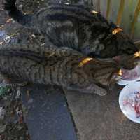 Cats feeding in bowl