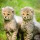 Cheetah Cubs