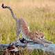 Cheetah Stretching on a piece of wood