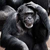 Chimpanzee scratching its head - Pan troglodytes