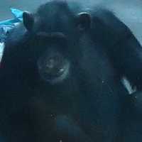 Chimpanzee