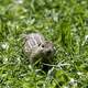 Chipmunk in the grass