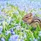 Chipmunk in Violet flower fields