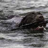 Chocolate Lab with stick in its mouth