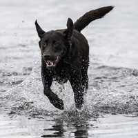 Chocolate Labrador Running in the water