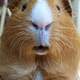 Close up of a face of a Guinea Pig -  Cavia porcellus