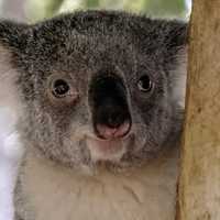 Close-up of a Koala - Phascolarctos cinereus