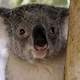 Close-up of a Koala - Phascolarctos cinereus