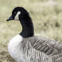 Close up of head and body of Canadian Goose