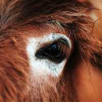 Close-up of horse eye