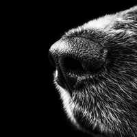 Closeup of Dog Nose