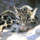 Clouded Leopard