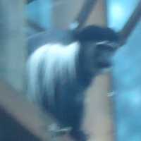 Colobus