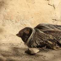 Crested Porcupine