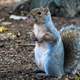 Cute Curious Squirrel standing up on the ground