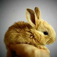 Cute Brown Bunny being held in hand