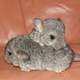 Cute chinchillas playing