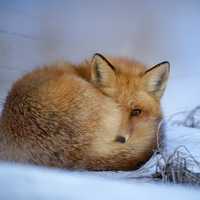 Curled Up Fox