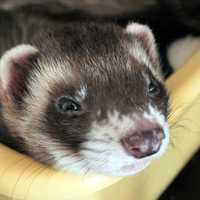 Cute Ferret - Mustela putorius furo