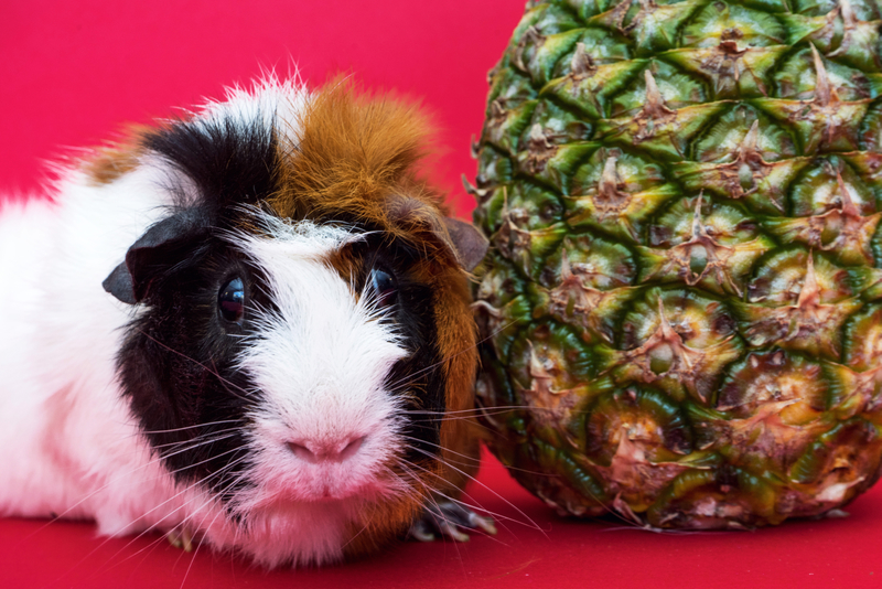 Guinea pig pineapple outlet