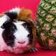 Cute Guinea Pig besides a Pineapple