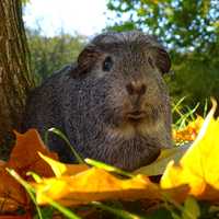 Cute Guniea Pig in the leaves