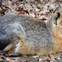 Cute little Patagonian Mara - Dolichotis patagonum