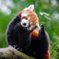 Cute Red Panda - Ailurus fulgens in a tree