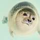 Cute Seal swimming