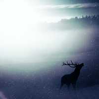 Deer Calling out in the snow