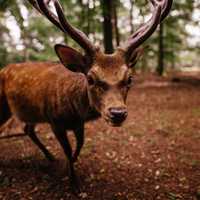 Deer looking into the Camera