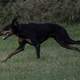 Dog running across the field