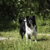 Dog standing in the middle of grass