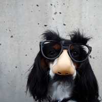 Dog wearing funny mask with glasses