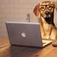 Dog with laptop