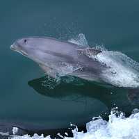 Dolphin Jumping out of the Water